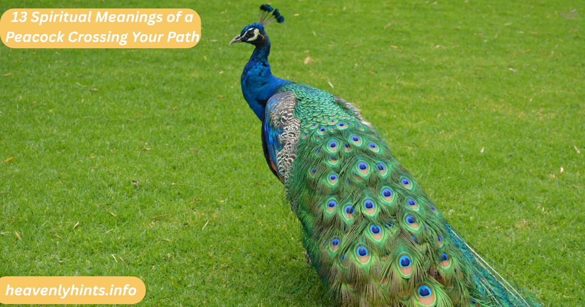 13 Spiritual Meanings of a Peacock Crossing Your Path