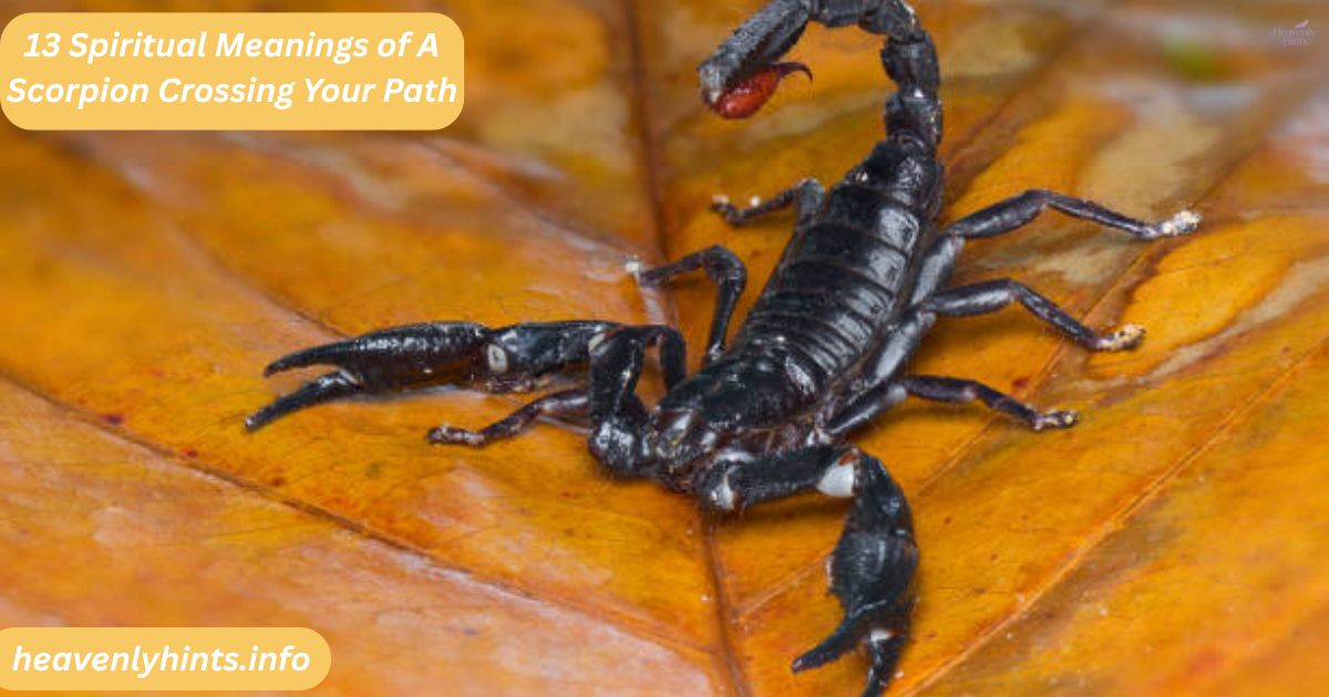13 Spiritual Meanings of A Scorpion Crossing Your Path