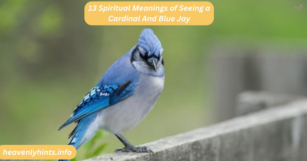 13 Spiritual Meanings of Seeing a Cardinal And Blue Jay