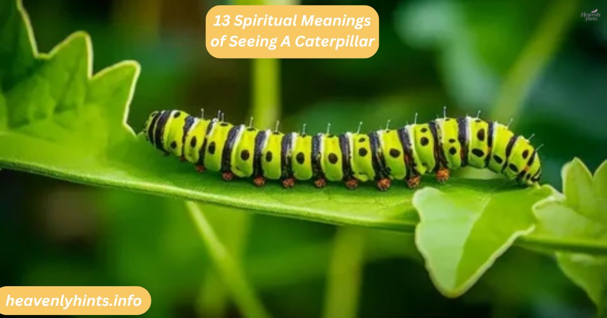 13 Spiritual Meanings of Seeing A Caterpillar