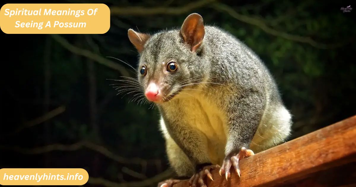 13 Spiritual Meanings Of Seeing A Possum