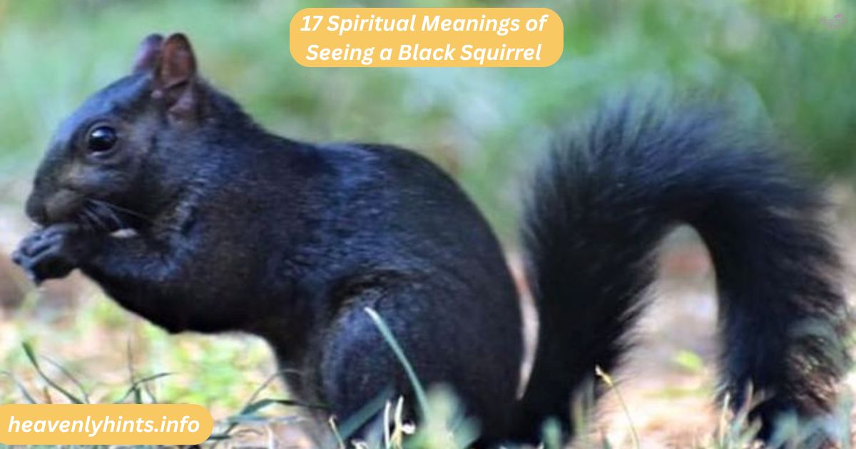 17 Spiritual Meanings of Seeing a Black Squirrel