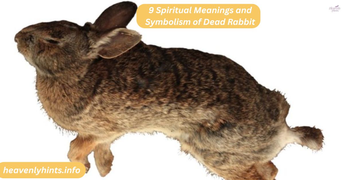 9 Spiritual Meanings and Symbolism of Dead Rabbit