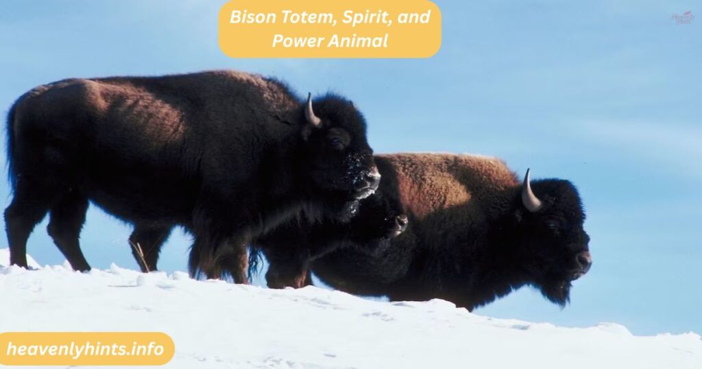 Bison Totem, Spirit, and Power Animal