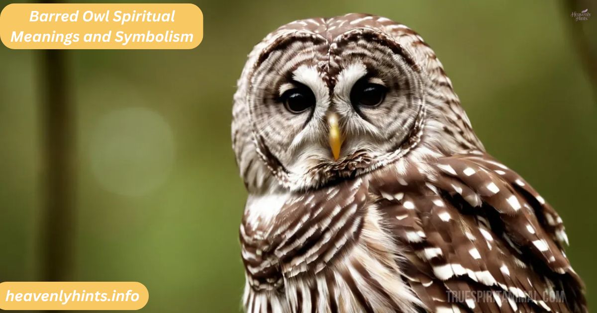 Barred Owl Spiritual Meanings and Symbolism