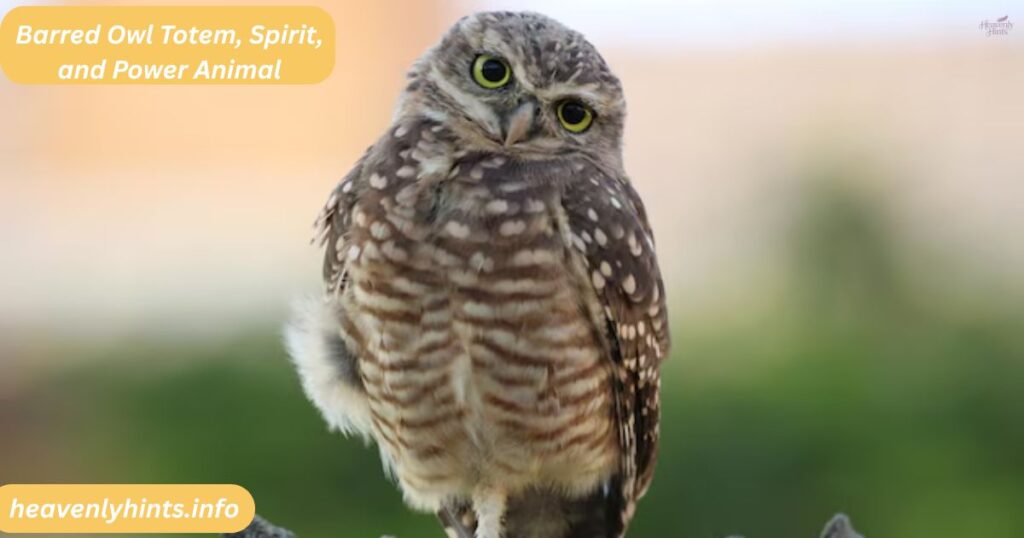 Barred Owl Totem, Spirit, and Power Animal