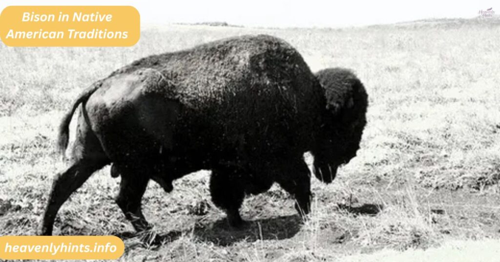 Bison in Native American Traditions
