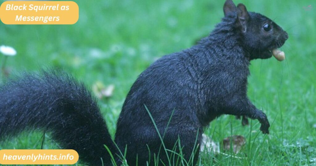 Black Squirrel as Messengers