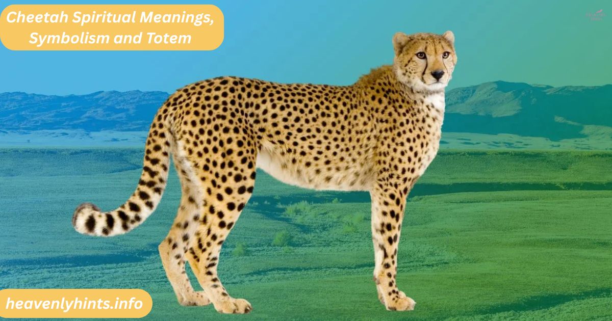 Cheetah Spiritual Meanings, Symbolism and Totem