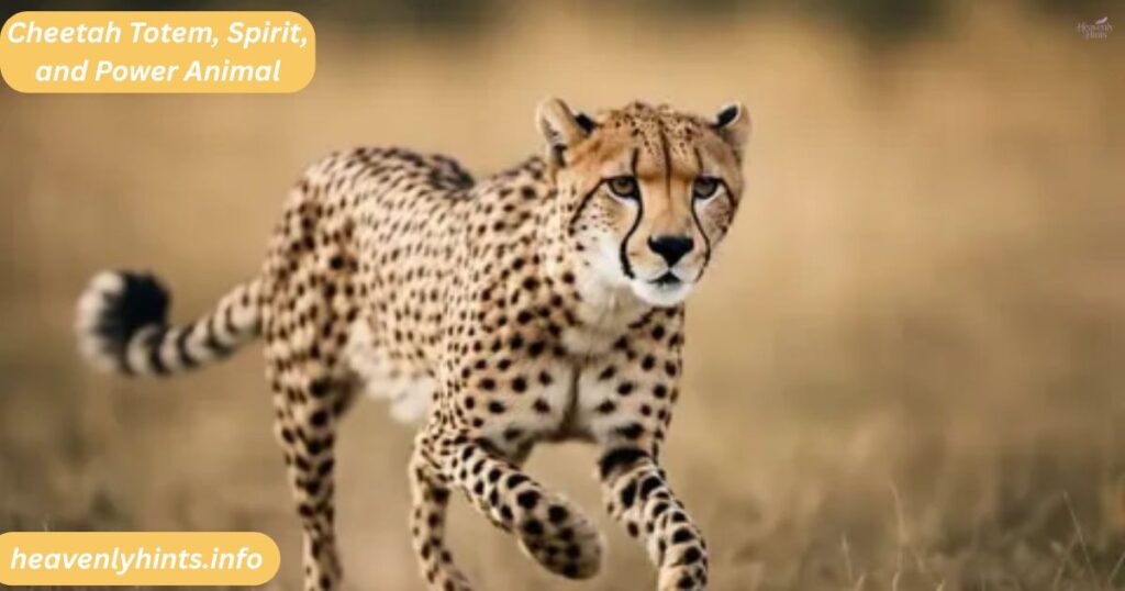 Cheetah Totem, Spirit, and Power Animal