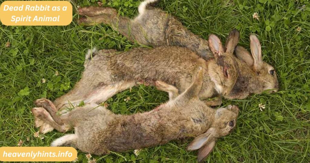 Dead Rabbit as a Spirit Animal