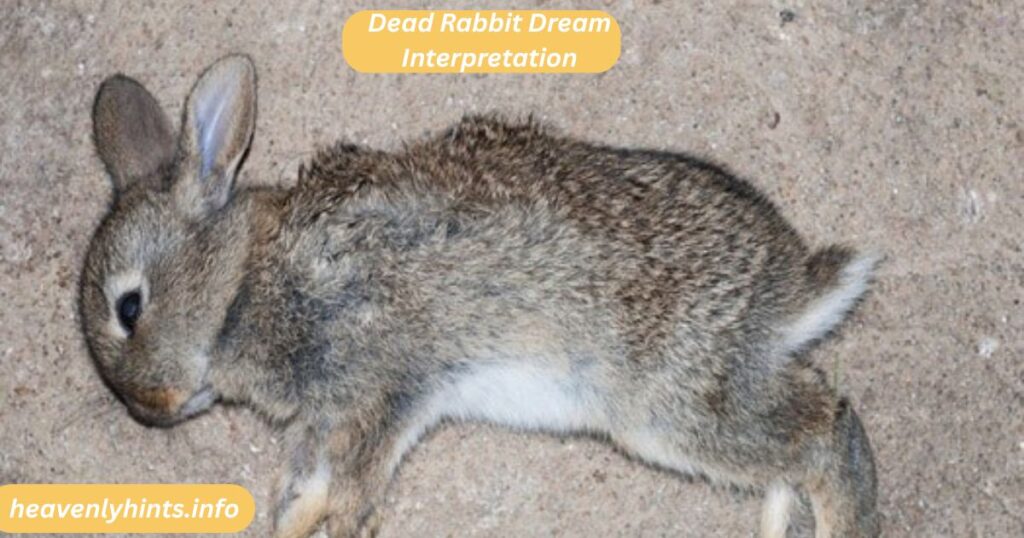 Dead Rabbit Dream Interpretation