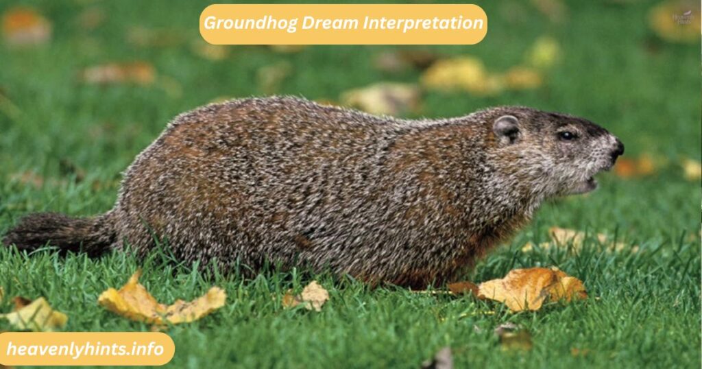 Groundhog Dream Interpretation