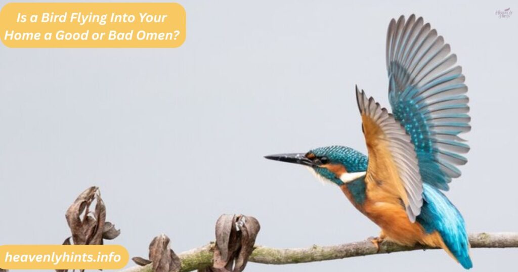 Is a Bird Flying Into Your Home a Good or Bad Omen?