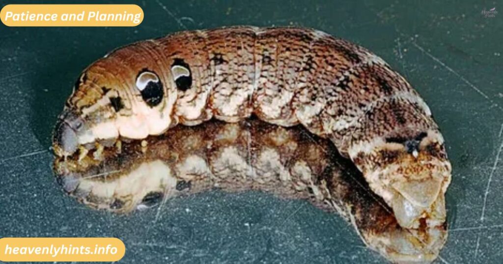 Patience and Planning