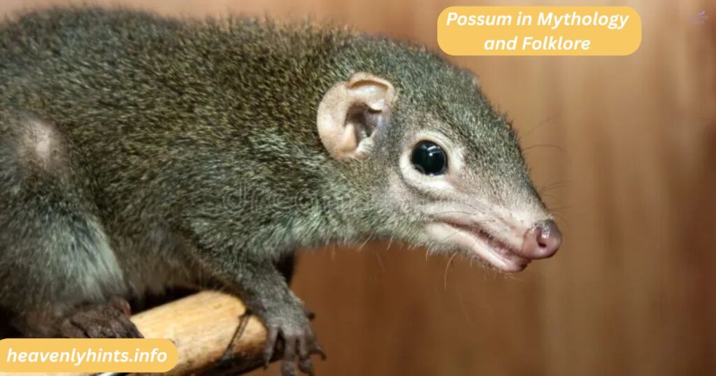 Possum in Mythology and Folklore