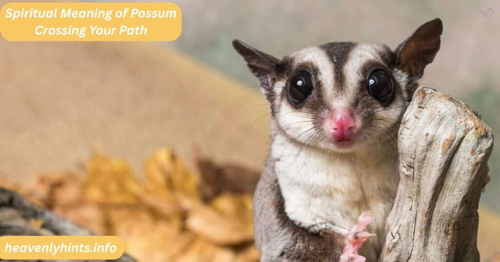 Spiritual Meaning of Possum Crossing Your Path