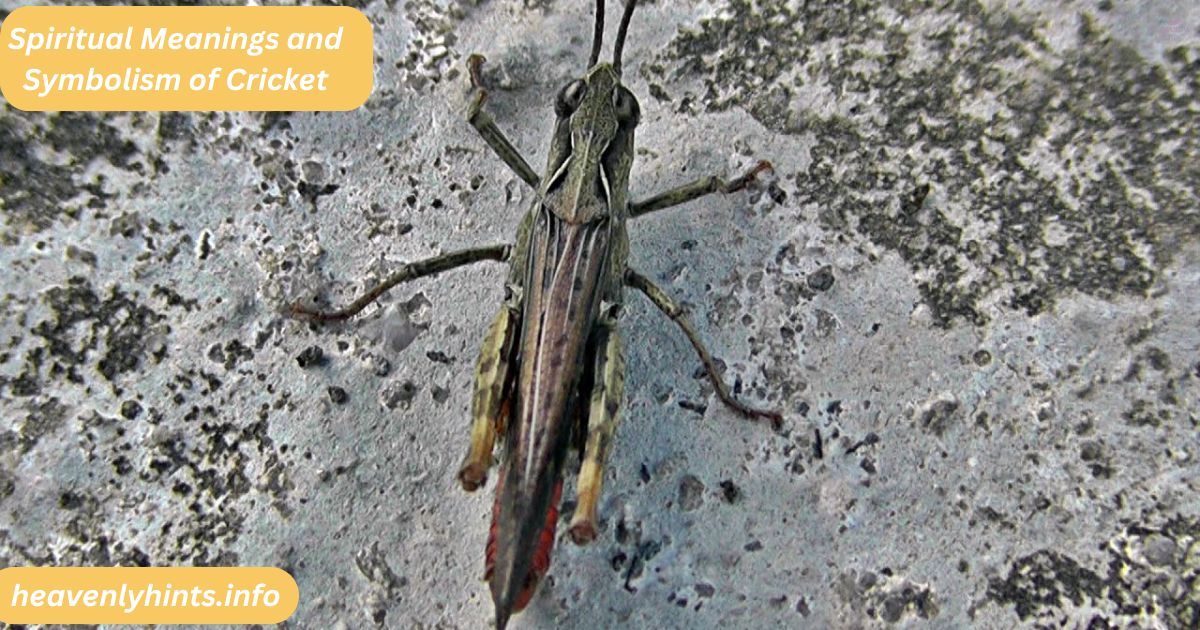 Spiritual Meanings and Symbolism of Cricket