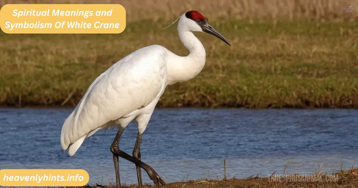 Spiritual Meanings and Symbolism Of White Crane